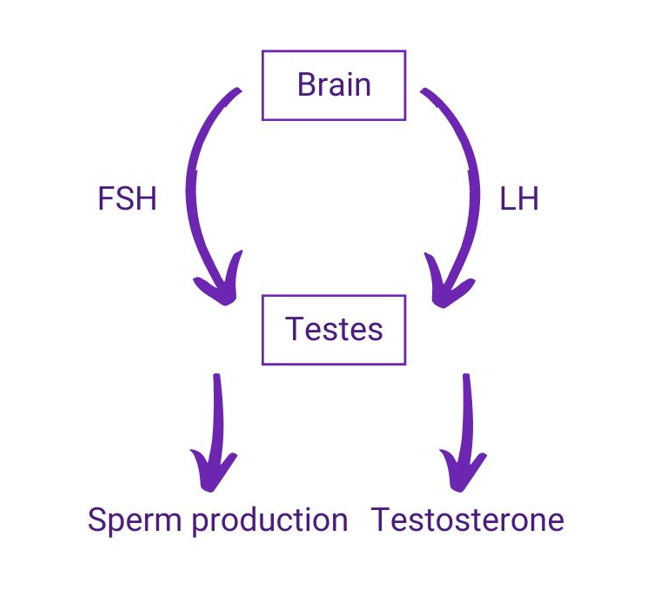 HPG axis of a person with testes