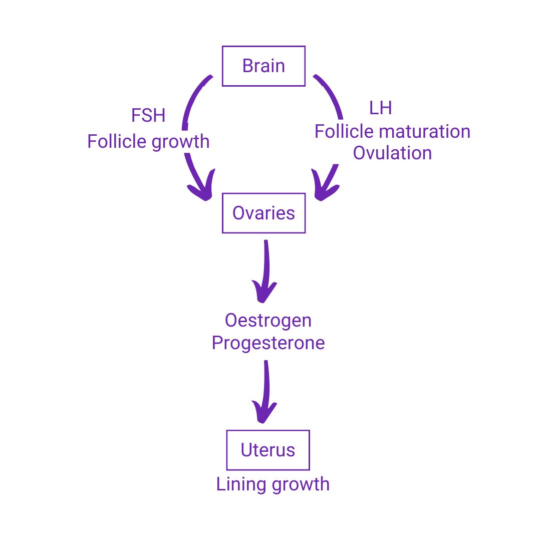 HPO axis of a person who mesntruates