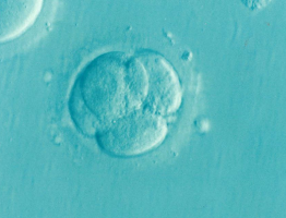 embryo