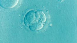 embryo